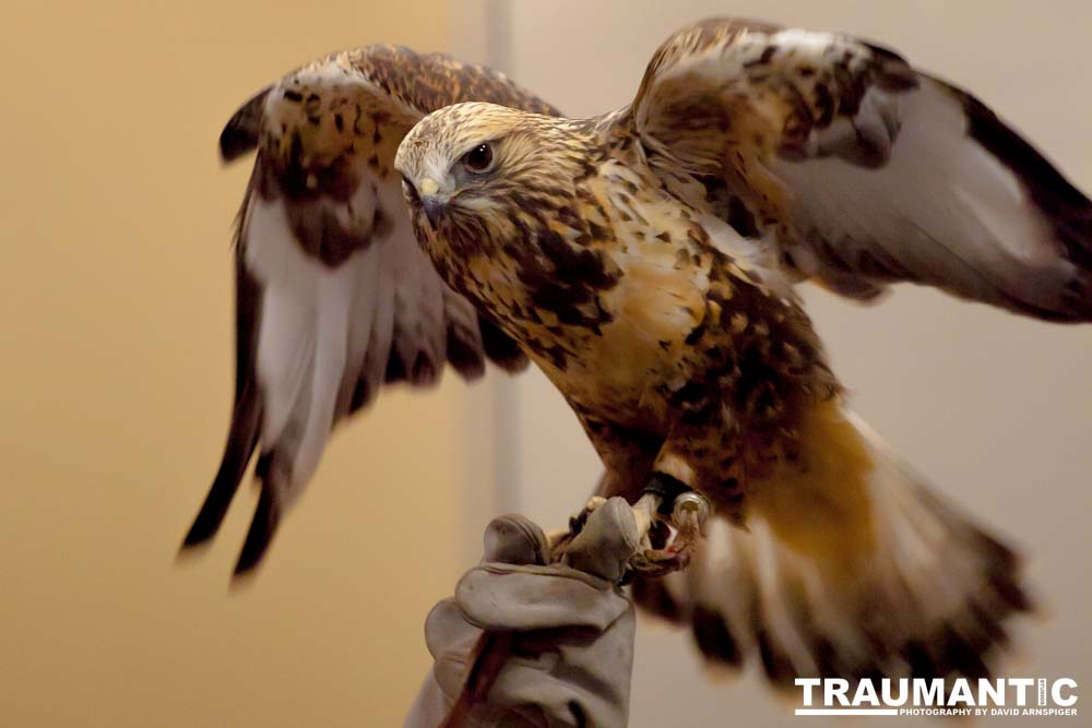 The Rocky Mountain Raptor Program hosted an event at a local library and showed off four of their birds.