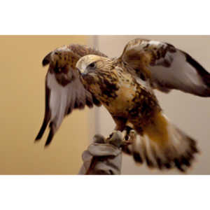 The Rocky Mountain Raptor Program hosted an event at a local library and showed off four of their birds.