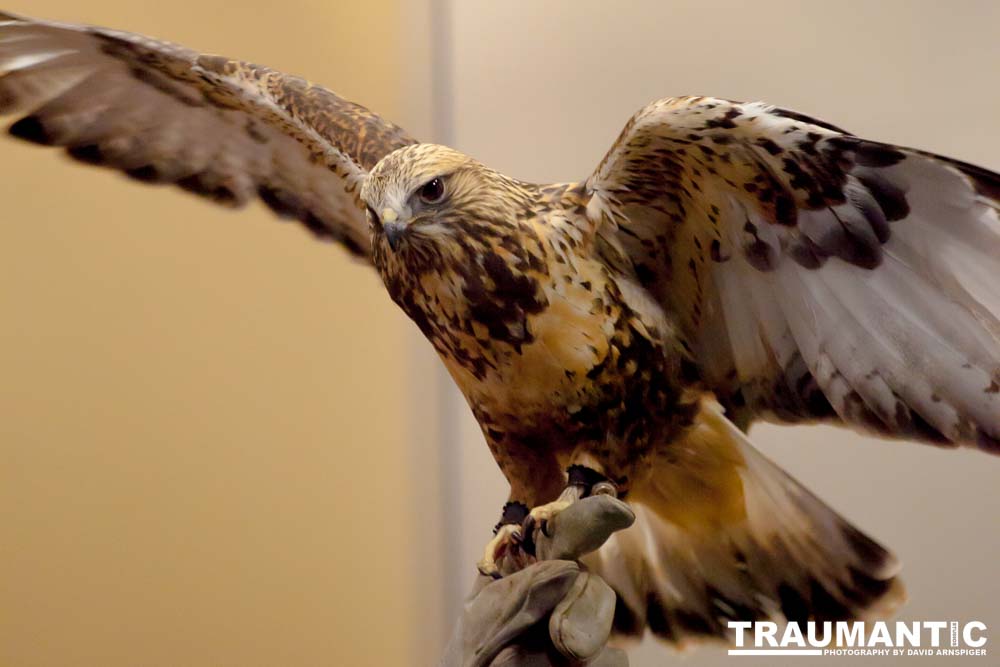 The Rocky Mountain Raptor Program hosted an event at a local library and showed off four of their birds.