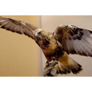 The Rocky Mountain Raptor Program hosted an event at a local library and showed off four of their birds.