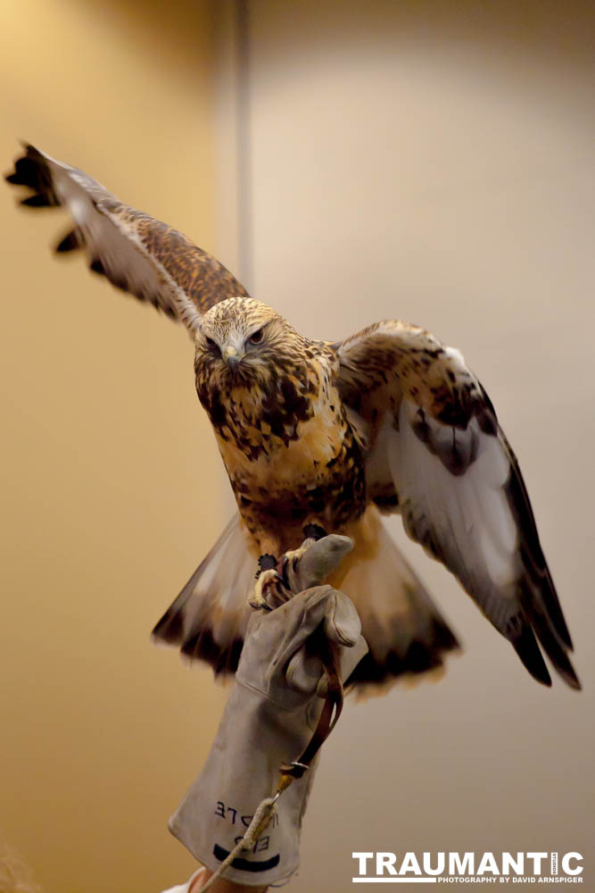 The Rocky Mountain Raptor Program hosted an event at a local library and showed off four of their birds.