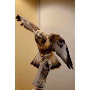 The Rocky Mountain Raptor Program hosted an event at a local library and showed off four of their birds.