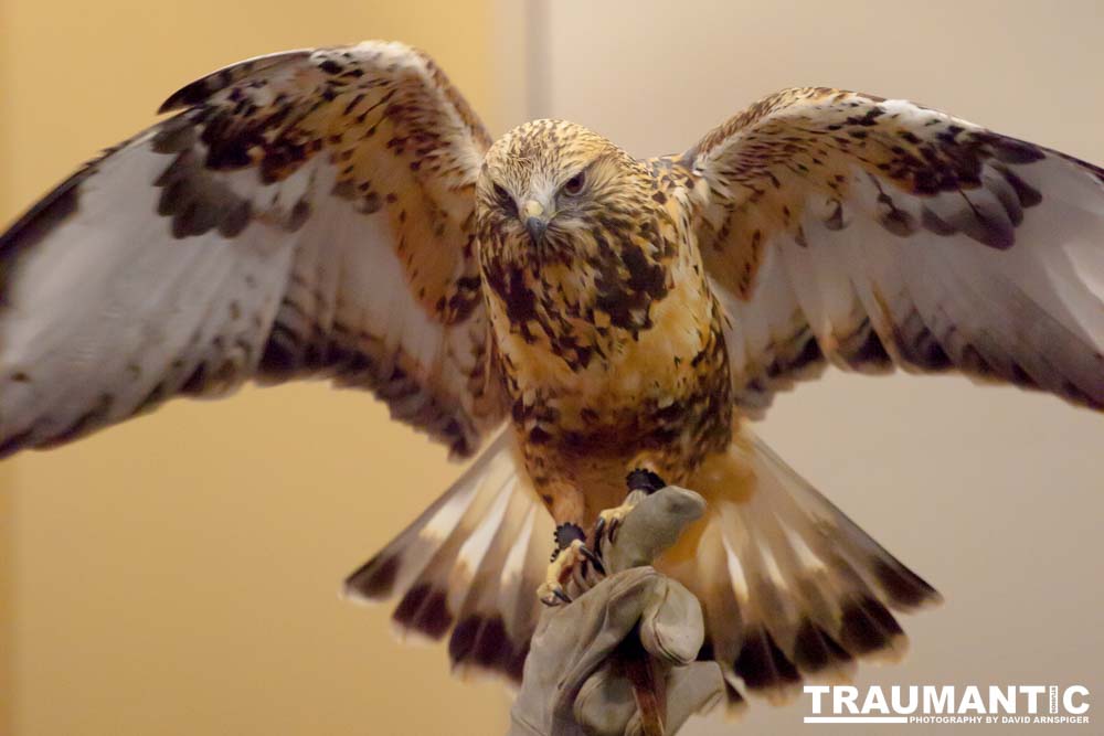 The Rocky Mountain Raptor Program hosted an event at a local library and showed off four of their birds.