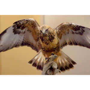 The Rocky Mountain Raptor Program hosted an event at a local library and showed off four of their birds.