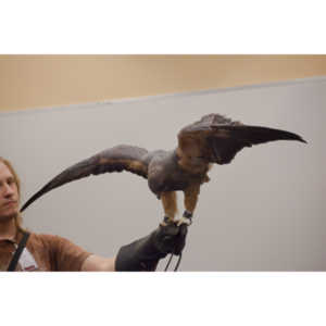 The Rocky Mountain Raptor Program hosted an event at a local library and showed off four of their birds.