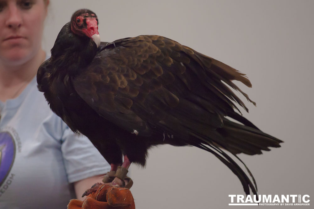 The Rocky Mountain Raptor Program hosted an event at a local library and showed off four of their birds.  This Turkey Vulture was my personal favorite.  I think it is a beautiful bird.