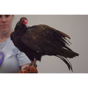 The Rocky Mountain Raptor Program hosted an event at a local library and showed off four of their birds.  This Turkey Vulture was my personal favorite.  I think it is a beautiful bird.