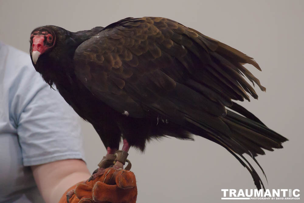 The Rocky Mountain Raptor Program hosted an event at a local library and showed off four of their birds.  This Turkey Vulture was my personal favorite.  I think it is a beautiful bird.