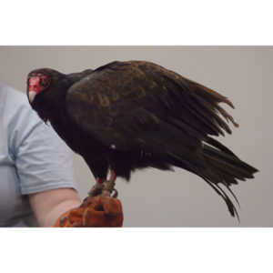 The Rocky Mountain Raptor Program hosted an event at a local library and showed off four of their birds.  This Turkey Vulture was my personal favorite.  I think it is a beautiful bird.