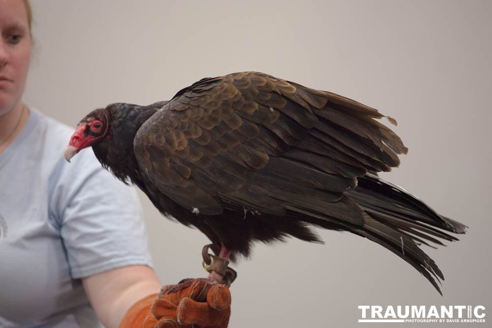 The Rocky Mountain Raptor Program hosted an event at a local library and showed off four of their birds.  This Turkey Vulture was my personal favorite.  I think it is a beautiful bird.