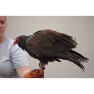 The Rocky Mountain Raptor Program hosted an event at a local library and showed off four of their birds.  This Turkey Vulture was my personal favorite.  I think it is a beautiful bird.