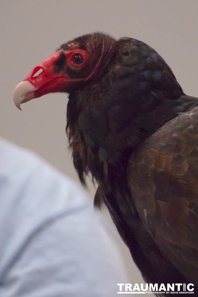 The Rocky Mountain Raptor Program hosted an event at a local library and showed off four of their birds.  This Turkey Vulture was my personal favorite.  I think it is a beautiful bird.