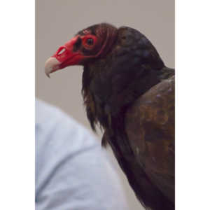 The Rocky Mountain Raptor Program hosted an event at a local library and showed off four of their birds.  This Turkey Vulture was my personal favorite.  I think it is a beautiful bird.