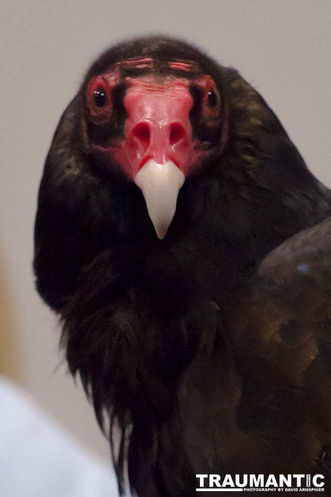 The Rocky Mountain Raptor Program hosted an event at a local library and showed off four of their birds.  This Turkey Vulture was my personal favorite.  I think it is a beautiful bird.