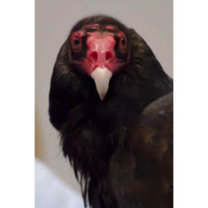 The Rocky Mountain Raptor Program hosted an event at a local library and showed off four of their birds.  This Turkey Vulture was my personal favorite.  I think it is a beautiful bird.