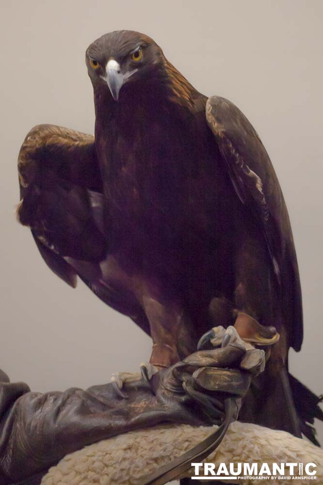 The Rocky Mountain Raptor Program hosted an event at a local library and showed off four of their birds.