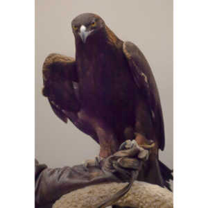 The Rocky Mountain Raptor Program hosted an event at a local library and showed off four of their birds.