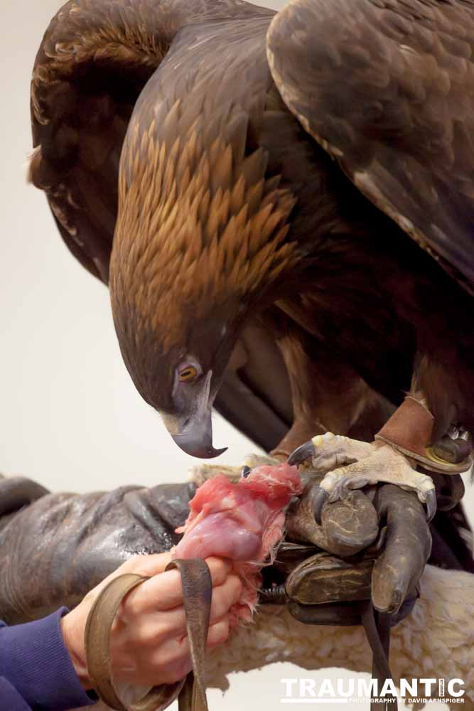 The Rocky Mountain Raptor Program hosted an event at a local library and showed off four of their birds.