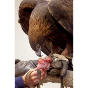 The Rocky Mountain Raptor Program hosted an event at a local library and showed off four of their birds.