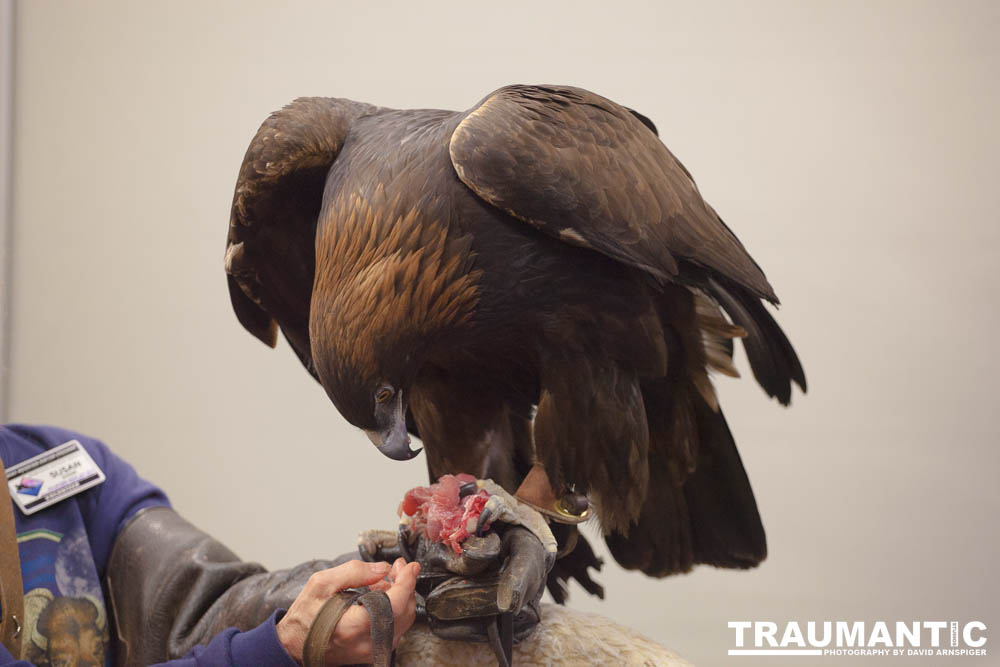 The Rocky Mountain Raptor Program hosted an event at a local library and showed off four of their birds.