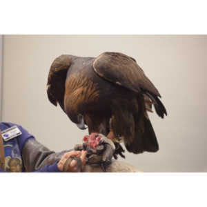 The Rocky Mountain Raptor Program hosted an event at a local library and showed off four of their birds.