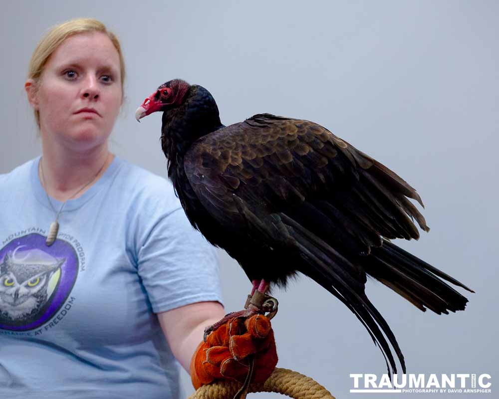 The Rocky Mountain Raptor Program hosted an event at a local library and showed off four of their birds.  This Turkey Vulture was my personal favorite.  I think it is a beautiful bird.