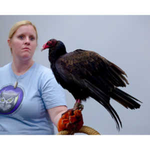 The Rocky Mountain Raptor Program hosted an event at a local library and showed off four of their birds.  This Turkey Vulture was my personal favorite.  I think it is a beautiful bird.