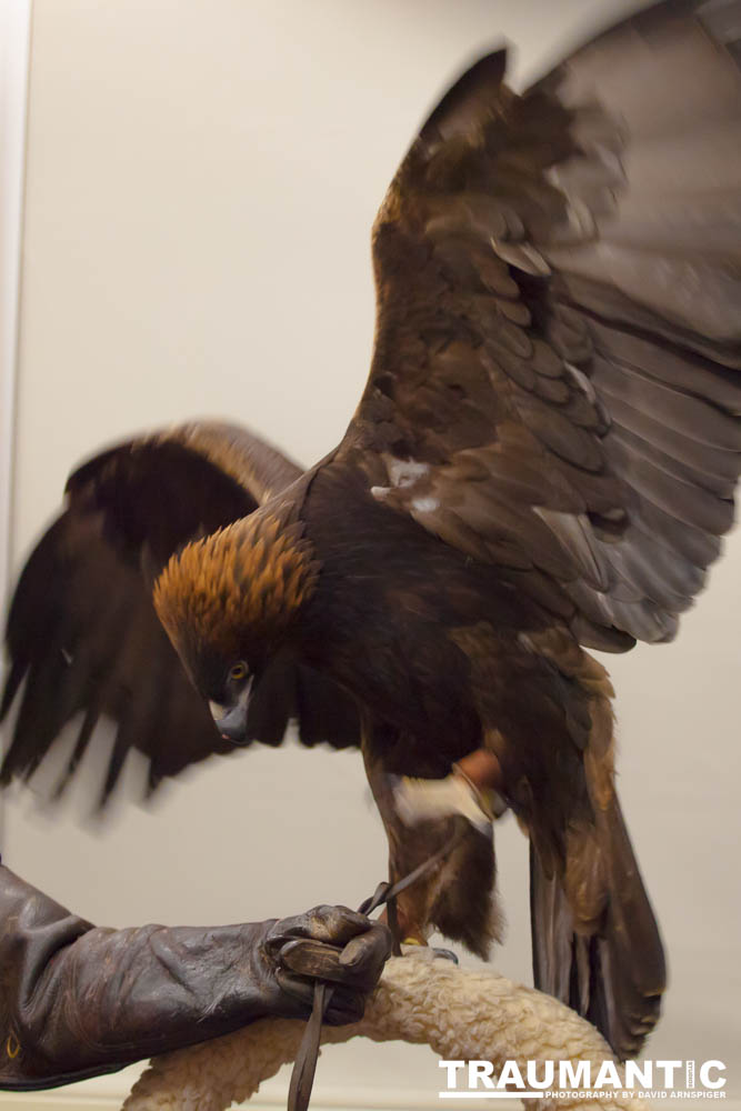 The Rocky Mountain Raptor Program hosted an event at a local library and showed off four of their birds.