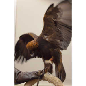 The Rocky Mountain Raptor Program hosted an event at a local library and showed off four of their birds.