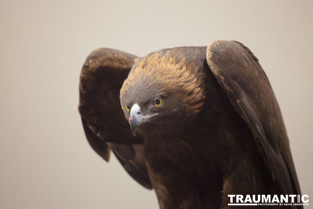 The Rocky Mountain Raptor Program hosted an event at a local library and showed off four of their birds.