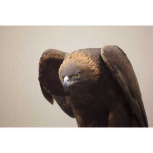 The Rocky Mountain Raptor Program hosted an event at a local library and showed off four of their birds.