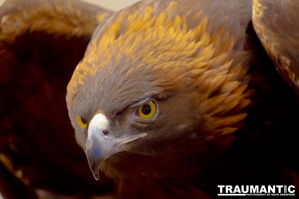 The Rocky Mountain Raptor Program hosted an event at a local library and showed off four of their birds.