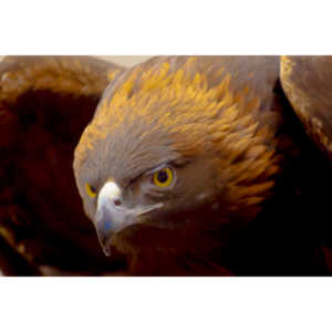 The Rocky Mountain Raptor Program hosted an event at a local library and showed off four of their birds.