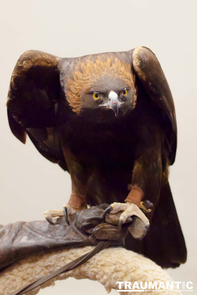 The Rocky Mountain Raptor Program hosted an event at a local library and showed off four of their birds.