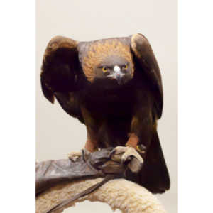 The Rocky Mountain Raptor Program hosted an event at a local library and showed off four of their birds.