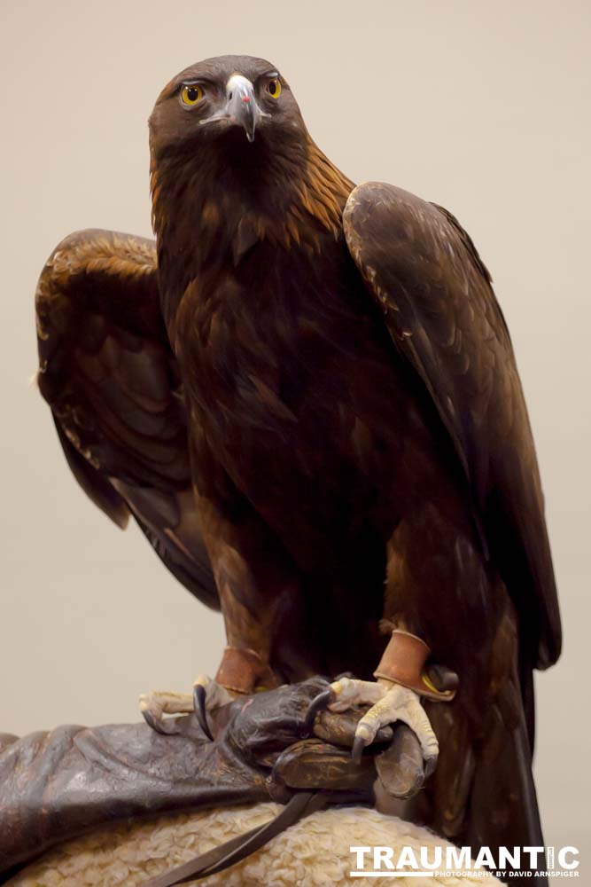 The Rocky Mountain Raptor Program hosted an event at a local library and showed off four of their birds.