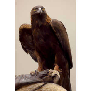 The Rocky Mountain Raptor Program hosted an event at a local library and showed off four of their birds.