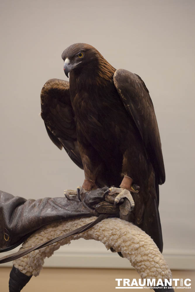 The Rocky Mountain Raptor Program hosted an event at a local library and showed off four of their birds.