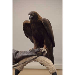 The Rocky Mountain Raptor Program hosted an event at a local library and showed off four of their birds.