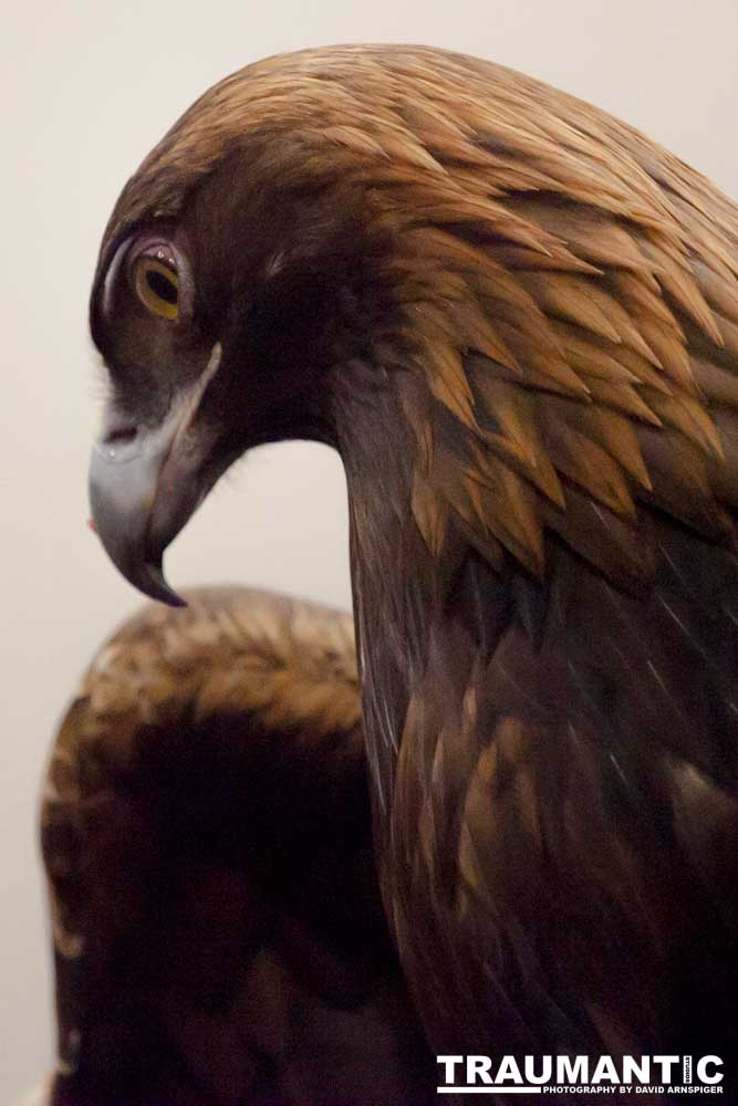 The Rocky Mountain Raptor Program hosted an event at a local library and showed off four of their birds.