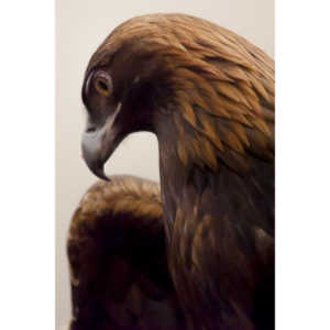 The Rocky Mountain Raptor Program hosted an event at a local library and showed off four of their birds.