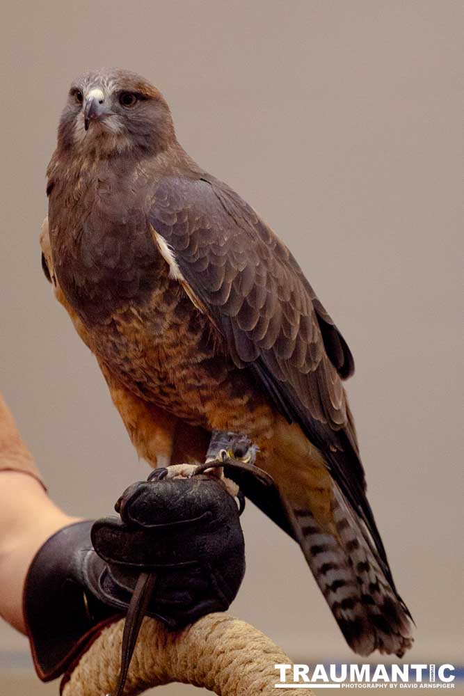 The Rocky Mountain Raptor Program hosted an event at a local library and showed off four of their birds.