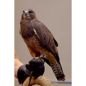 The Rocky Mountain Raptor Program hosted an event at a local library and showed off four of their birds.