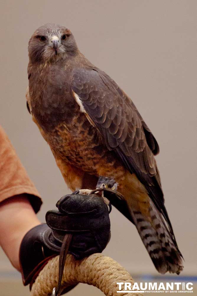 The Rocky Mountain Raptor Program hosted an event at a local library and showed off four of their birds.