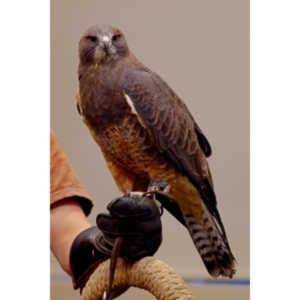 The Rocky Mountain Raptor Program hosted an event at a local library and showed off four of their birds.