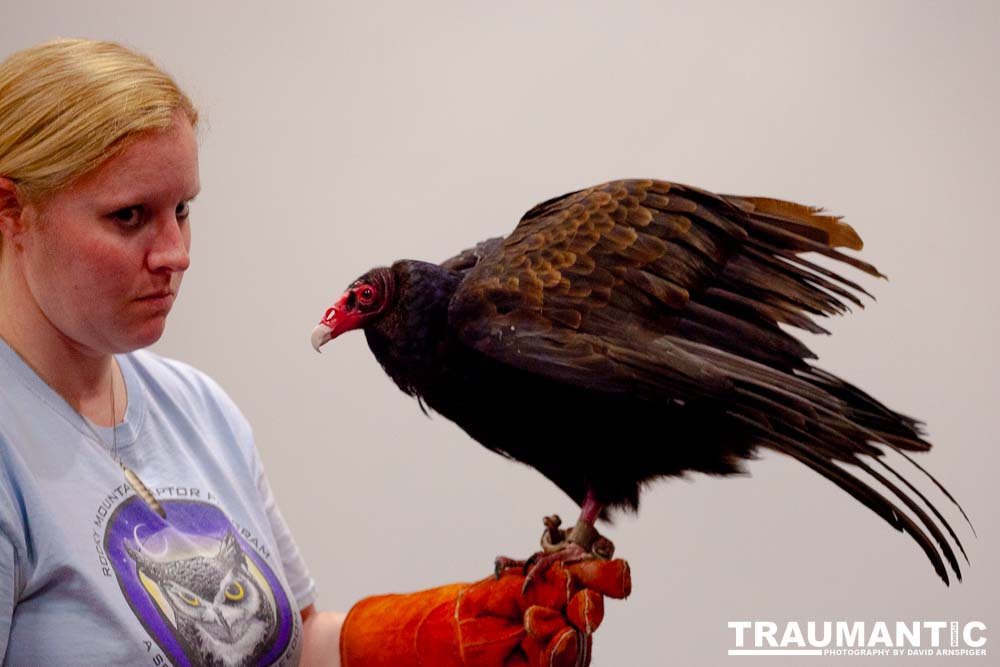 The Rocky Mountain Raptor Program hosted an event at a local library and showed off four of their birds.  This Turkey Vulture was my personal favorite.  I think it is a beautiful bird.