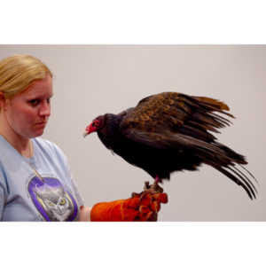 The Rocky Mountain Raptor Program hosted an event at a local library and showed off four of their birds.  This Turkey Vulture was my personal favorite.  I think it is a beautiful bird.