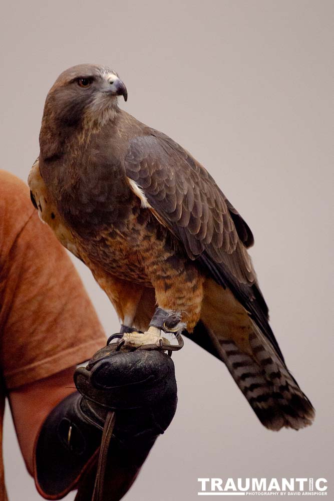 The Rocky Mountain Raptor Program hosted an event at a local library and showed off four of their birds.