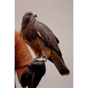 The Rocky Mountain Raptor Program hosted an event at a local library and showed off four of their birds.