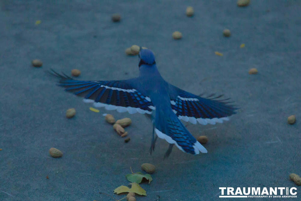 Another example of my penchant for photographing the birds in my backyard.